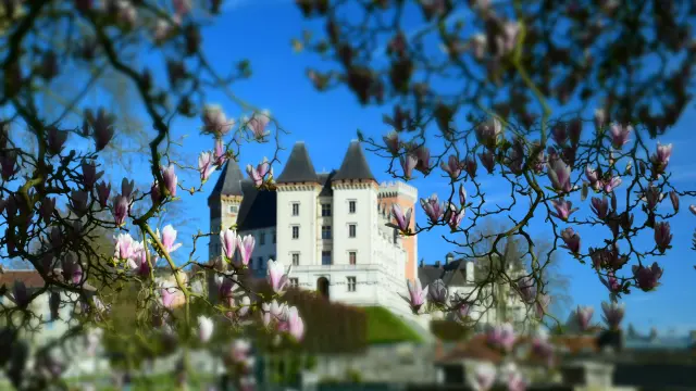 Chateau Pau Pau Magnolias Soulangeana Pau Pyrenees Tourisme Stephane Torres