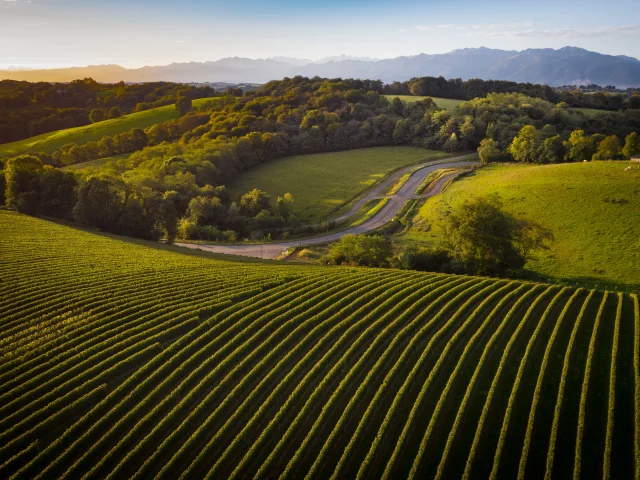 Vignoble Jurancon Pyrenees Lever Soleil Pau Pyrenees Tourisme