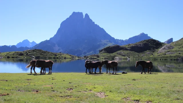 Pic Dossau Et Lac Ayous Horses Kindabreak.com 1