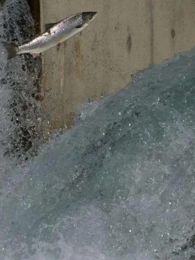 Navarrenx salmon