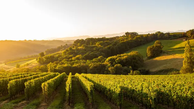 Monein Vignes Vignobles Jurancon Ot Coeur De Bearn