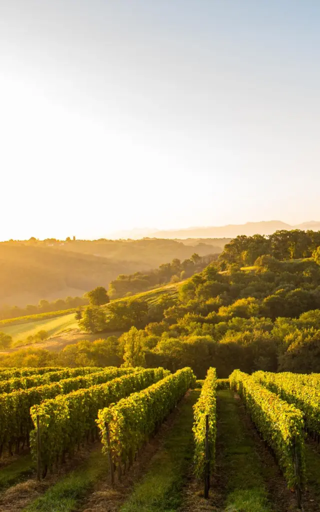 Monein Vignes Vignobles Jurancon Ot Coeur De Bearn