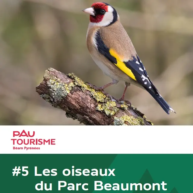 Les oiseaux du parc Beaumont - Pau