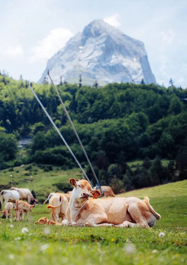 Gourette et des Vaches en estives devant les sommets pyrénéens, en vallée d'Ossau